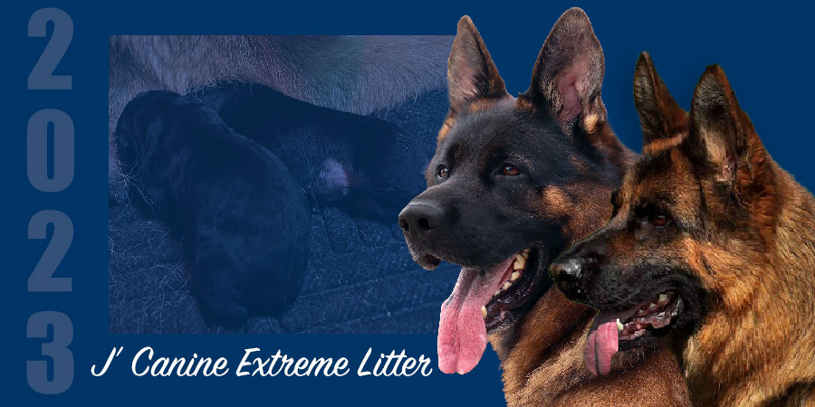 J’ Canine Extreme Litter – SOLD