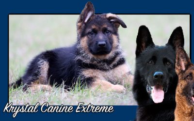 Krystal Canine Extreme – SOLD