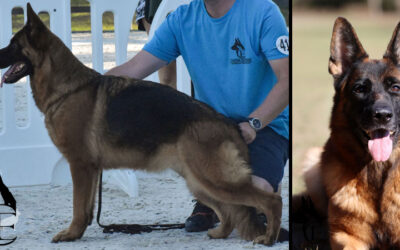 Infinity Canine Extreme