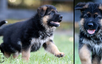 Zavier Canine Extreme