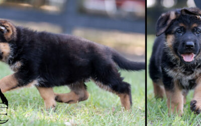 Zero Canine Extreme – RESERVED