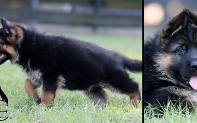 Zion Canine Extreme