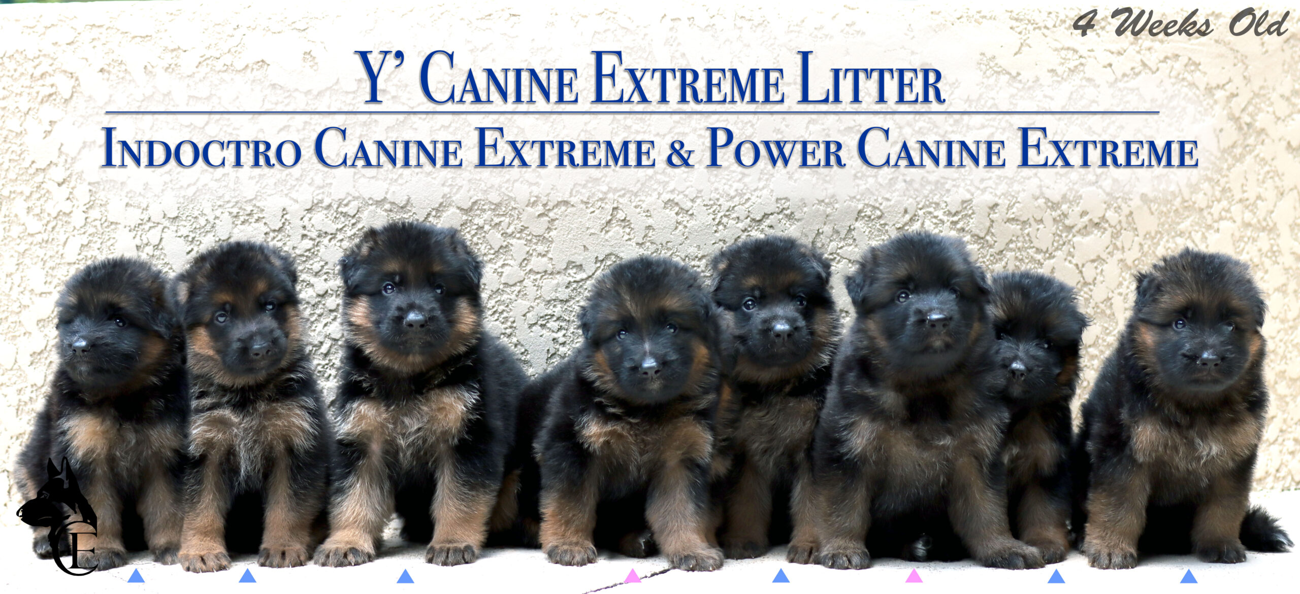 Y’ Canine Extreme Litter