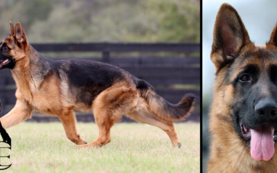 Yelp Canine Extreme – SOLD