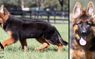 Yoda Canine Extreme