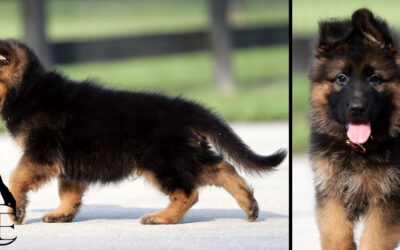 Yogi Bear Canine Extreme