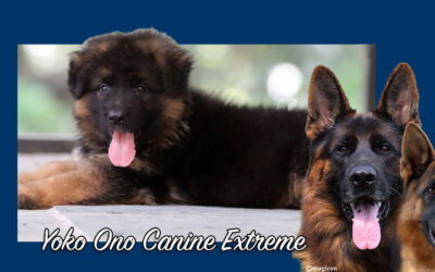 Yoko Ono Canine Extreme – RESERVED