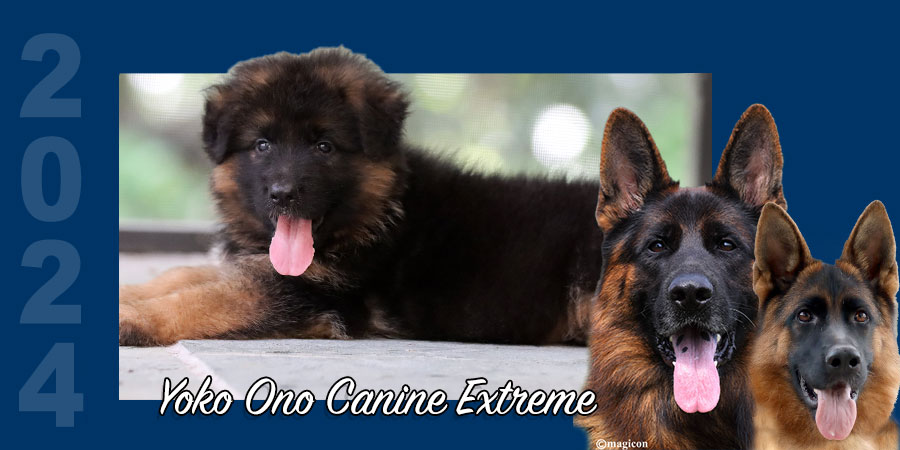 Yoko Ono Canine Extreme – RESERVED