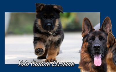 Yolo Canine Extreme