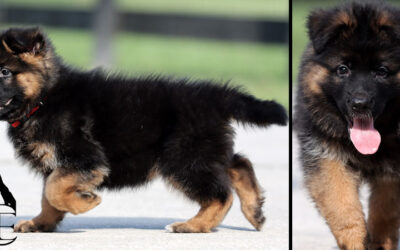 Yukio Canine Extreme – RESERVED