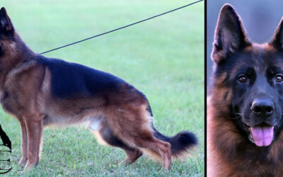 Iman Canine Extreme