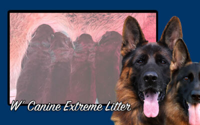 W’ Canine Extreme Litter – SOLD