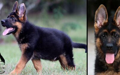 Xolo Canine Extreme – SOLD