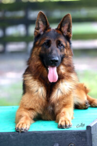 Fully Trained Adult German Shepherd For Sale