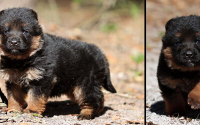 Victor Canine Extreme