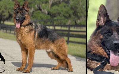 Yukon Canine Extreme – SOLD