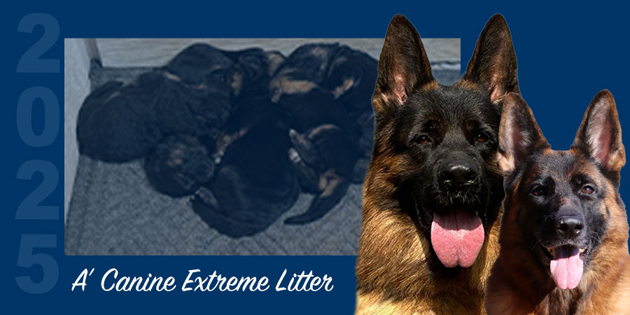 A’ Canine Extreme Litter 2025