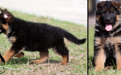 Amos Canine Extreme