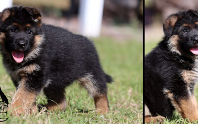 Archer Canine Extreme