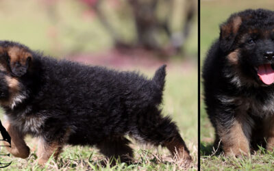 Argus Canine Extreme