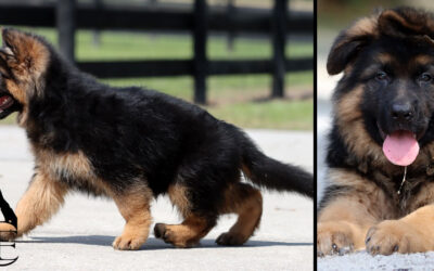 Cosmo Canine Extreme – SOLD