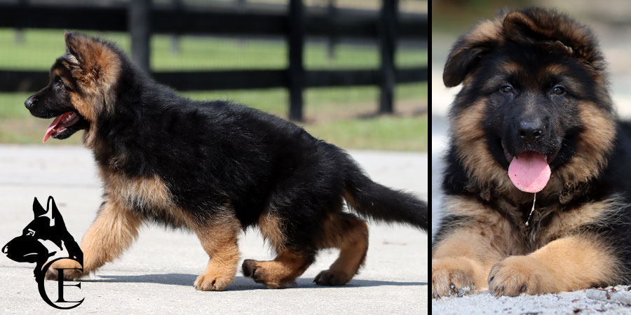Cosmo Canine Extreme