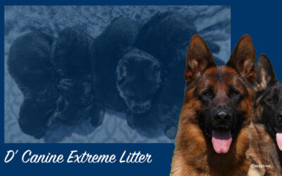 D’ Canine Extreme Litter