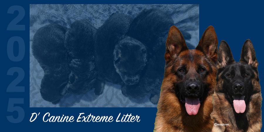 D’ Canine Extreme Litter