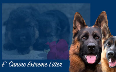 E’ Canine Extreme Litter