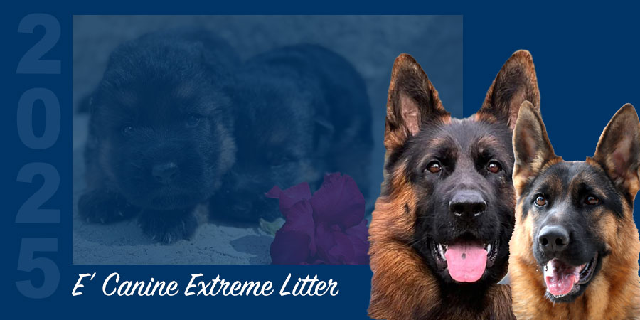 E’ Canine Extreme Litter