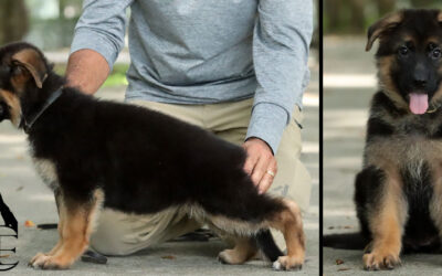 Farley Canine Extreme – SOLD