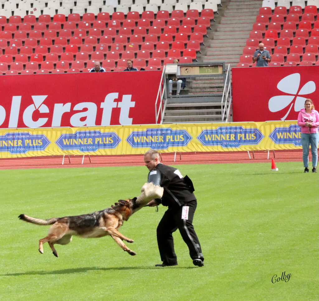 Ippsy working female bitework at German Sieger show