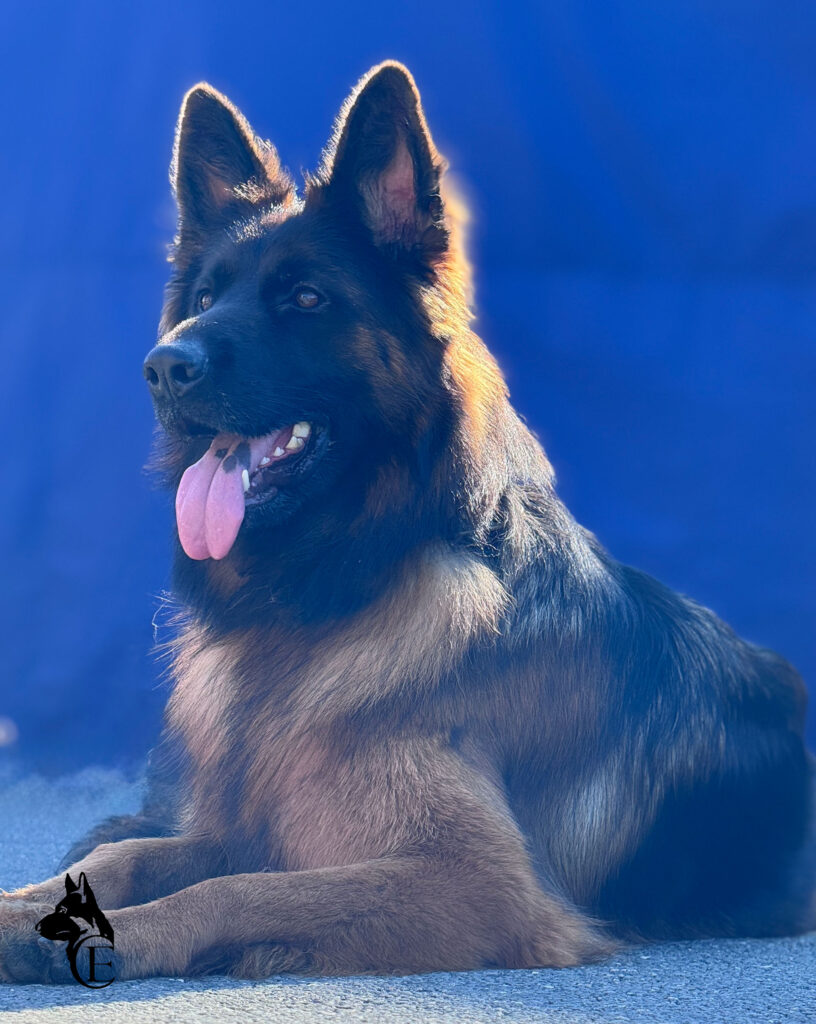 Leading Lady Canine Extreme BSZS 2025