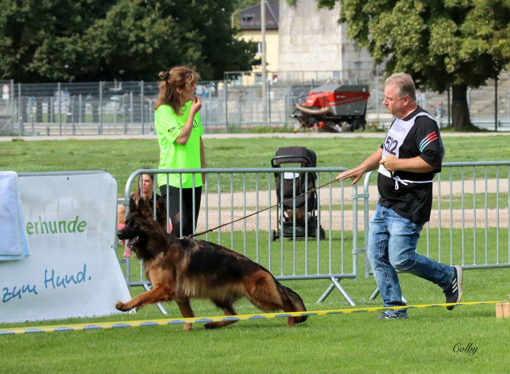 Leading Lady Canine Extreme