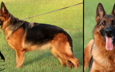Fang Canine Extreme – SOLD