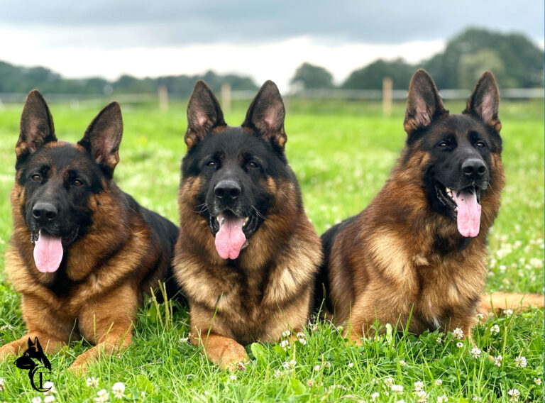 Import german shepherds