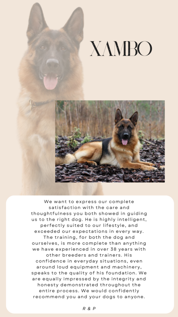 german shepherd review