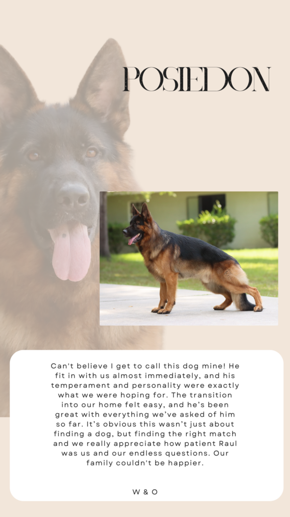 german shepherd review
