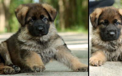 Aler Canine Extreme – SOLD