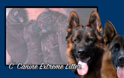 C’ Canine Extreme Litter