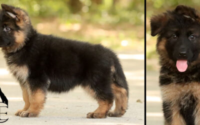 Braven Canine Extreme