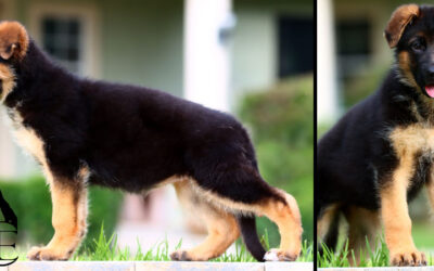 Brie Canine Extreme