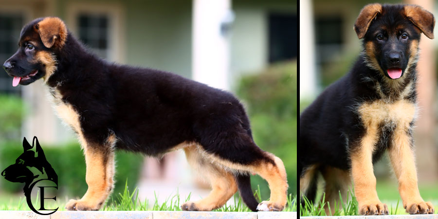 Brie_GSD_10wk Stunning AKC Reg German Shepherd Female