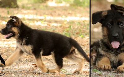 Channing Canine Extreme – SOLD