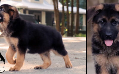 Ciana Canine Extreme