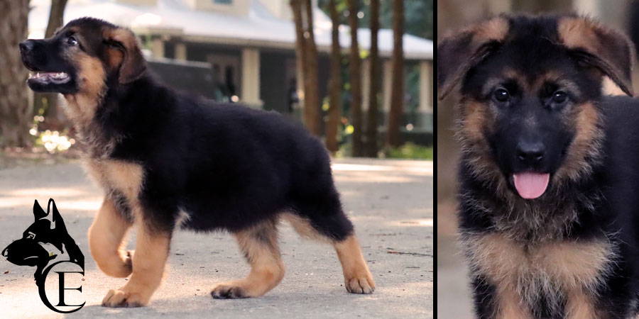 Ciana_GSD_17526 Ciana, Female German Shepherd Puppy For Sale