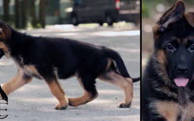 Corvin Canine Extreme – SOLD