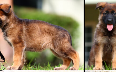 Dusk Canine Extreme