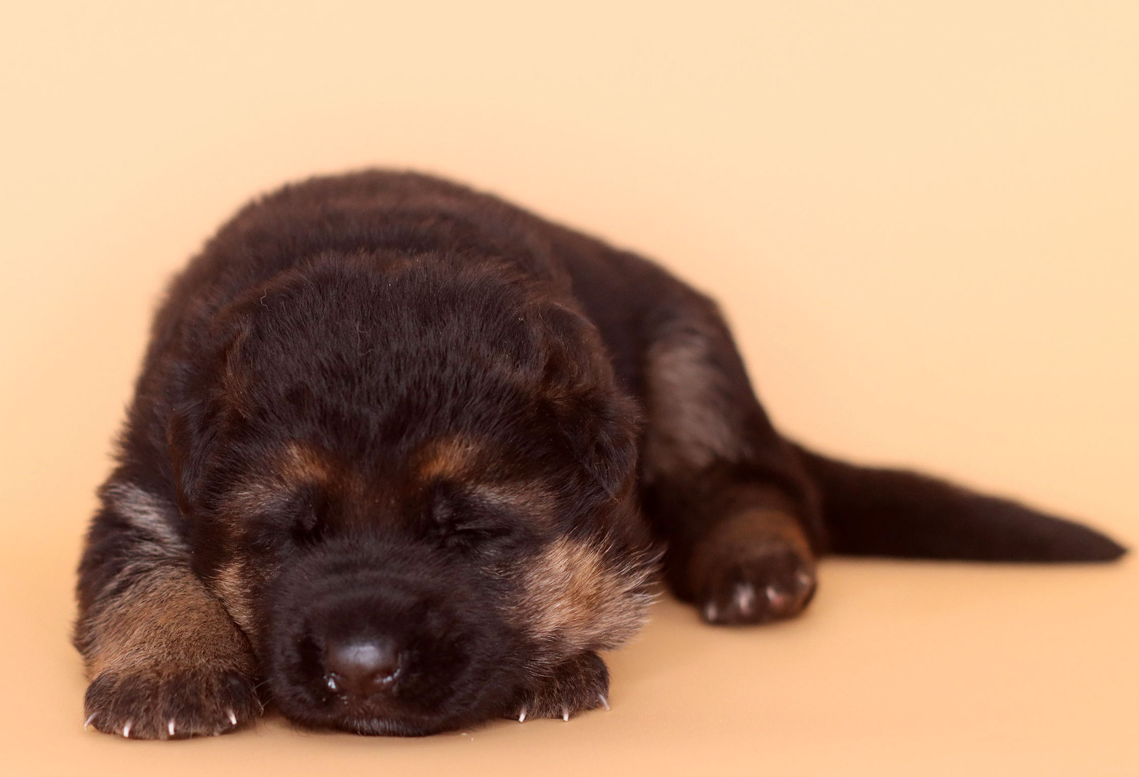 German Shepherd Puppies for sale 