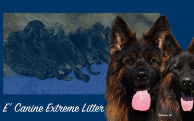 E’ Canine Extreme Litter